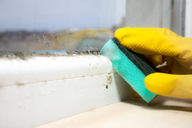 Best Attic Mold Remediation in Vevay, IN