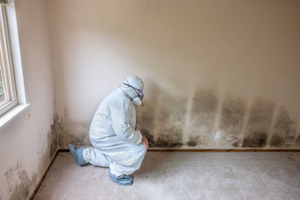 Best Attic Mold Remediation in Vevay, IN